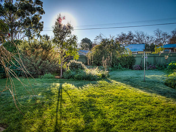 Sunrise on a cold late winter morning in the photographer's back garden, Adelaide, South Australia, showing frost on the leaves, lens flare and flowers,  Three shot HDR image.