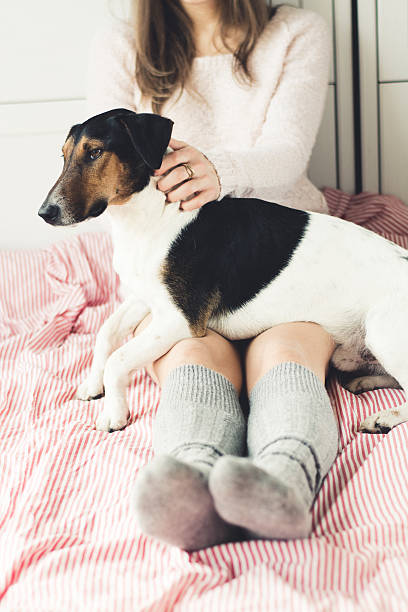 istock dog having a relaxing siesta in living room 525571699
