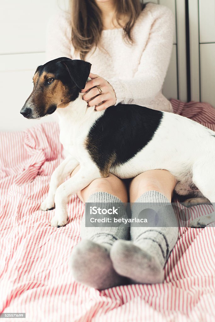 dog having a relaxing siesta in living room Adult Stock Photo
