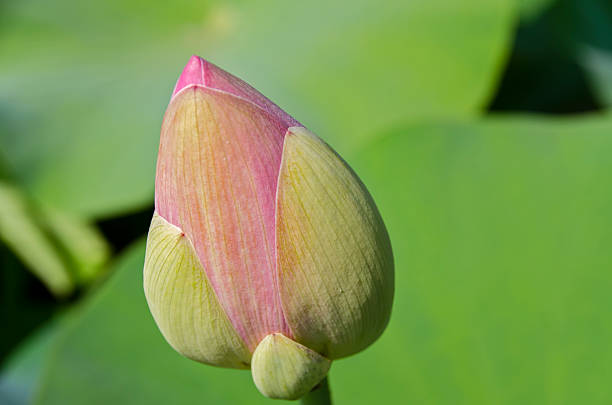 istock Pink lotus flower 525573805