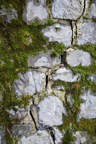 textura de musgo sobre flocos de parede - gray mold - fotografias e filmes do acervo