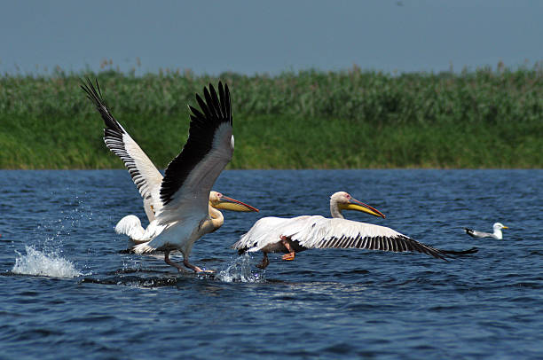 istock Great white pelicans flying in the Danube Delta 525575377