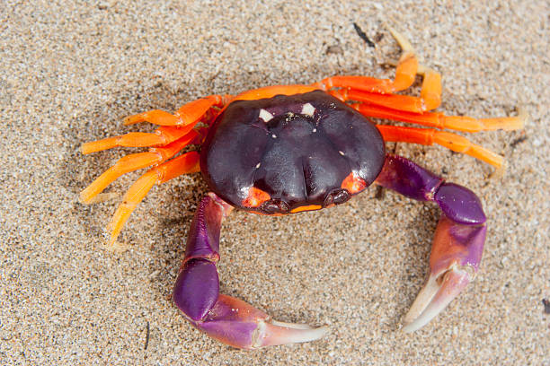 istock Tropical Land Crab in Costa Rica 525584563