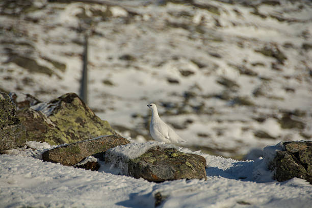 istock Ptarmigan in winter shroud 525584795