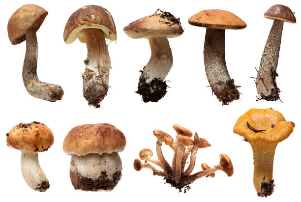 istock Wild Foraged Mushroom selection isolated.  Boletus Edulis mushrooms over white 525585245
