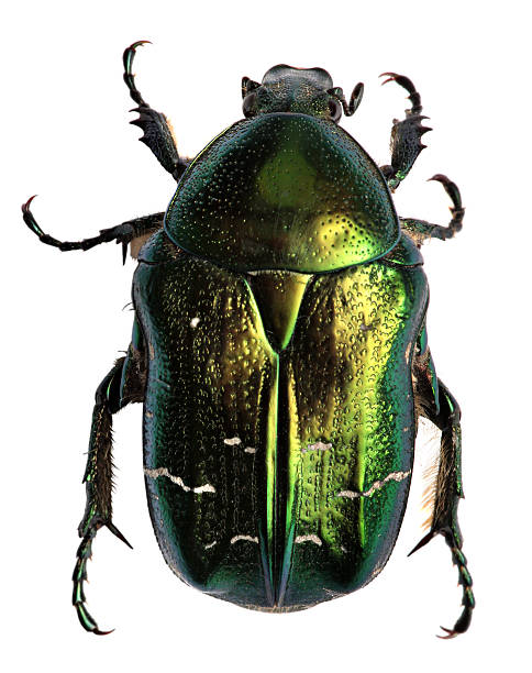 istock Green beetle. Rose chafer , cetonia aurata isolated on white background 525585443
