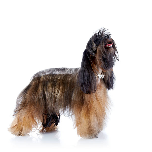 istock The decorative doggie cost on a white background. 525585783