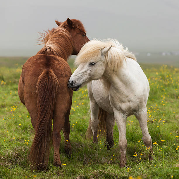 istock Icelandic pair of horses 525586493
