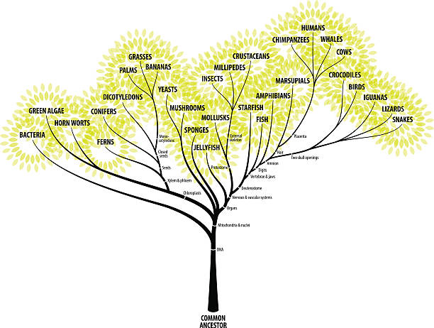 1,700+ Human Evolution Tree Stock Illustrations, Royalty-Free Vector ...