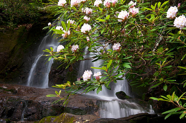 blühende rhododendron surround laurel falls. - great smoky mountains great smoky mountains national park mountain smoke stock-fotos und bilder