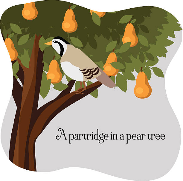 partridge in der birnbaum - first day of christmas stock-grafiken, -clipart, -cartoons und -symbole