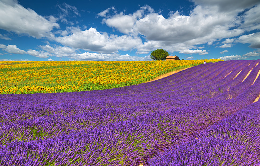 Lavender and sunflower field in Valensole. France