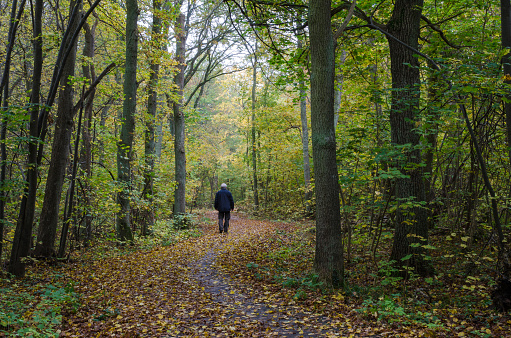 Walking man at a winding footpath in a forest with autumn colors