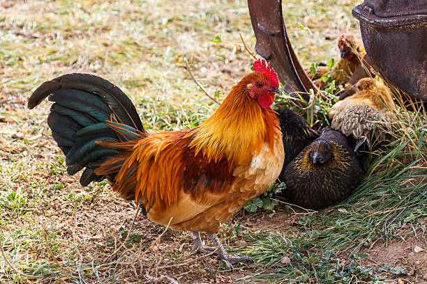 Colorful Farm Rooster stock photo