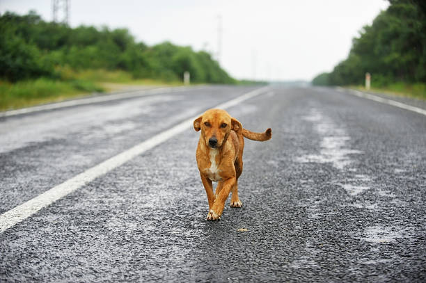 A stray dog standing on an empty road