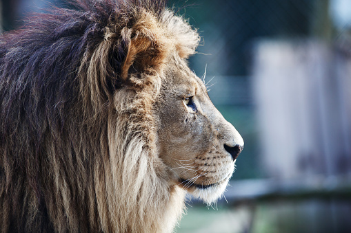 Side view of a lion.