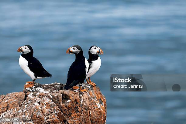 Photo libre de droit de Macareux banque d'images et plus d'images libres de droit de Macareux - Macareux, Animaux à l'état sauvage, Arctique