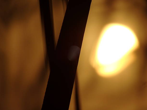 istock Silhouette of palm leafs at sunset, close up 525612371