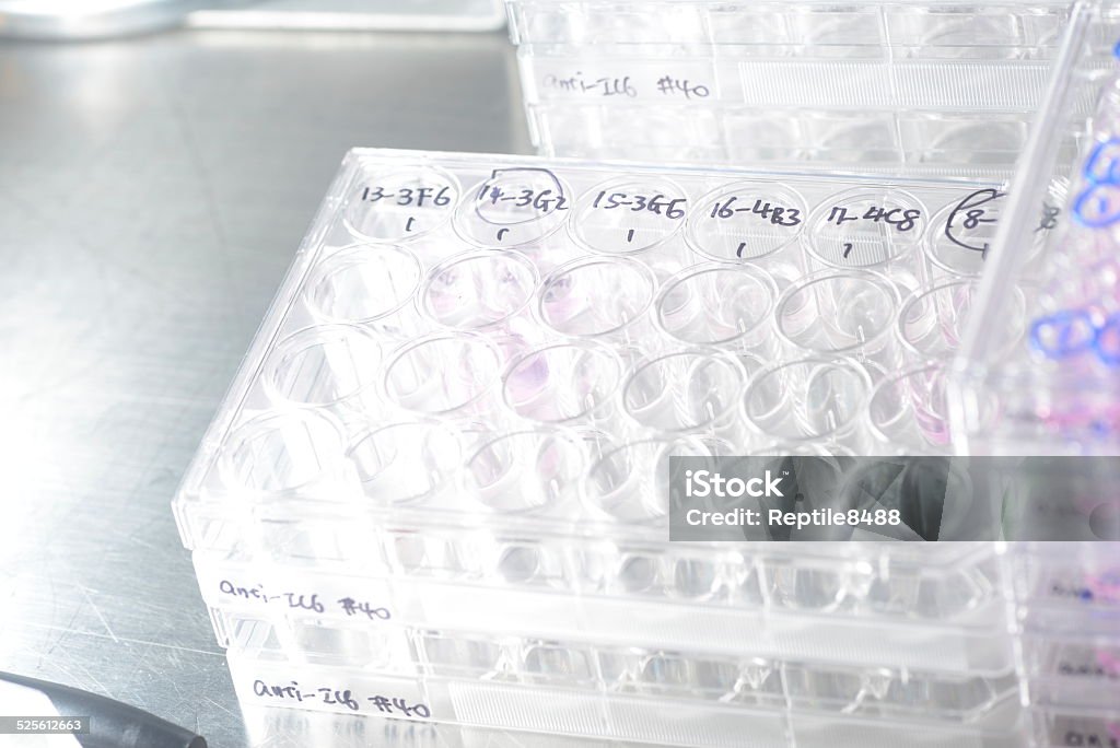 Microplates Micro plates with cell wells containing animal cells (acites) for flurocence tests in a cell culture laboratory of a pharmaceutical company. Equipment Stock Photo