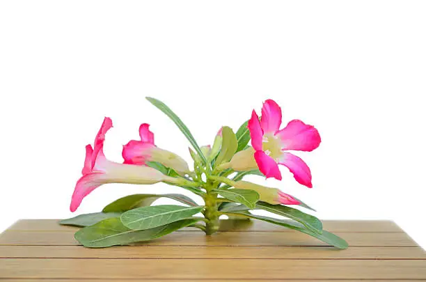 Desert Rose on wood table with white background