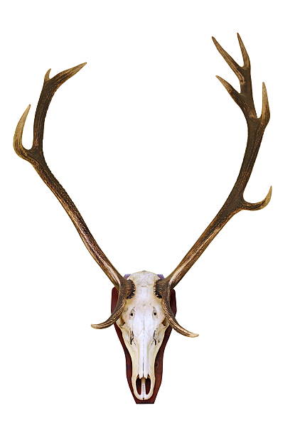 レッドディアーバックスカル - antler stag trophy animal skull ストックフォトと画像