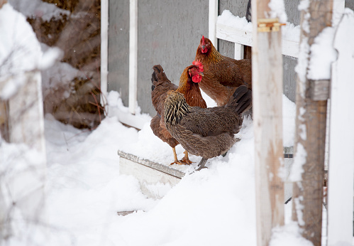 Several Welsummer chickens are hesitant to step out into the snow.