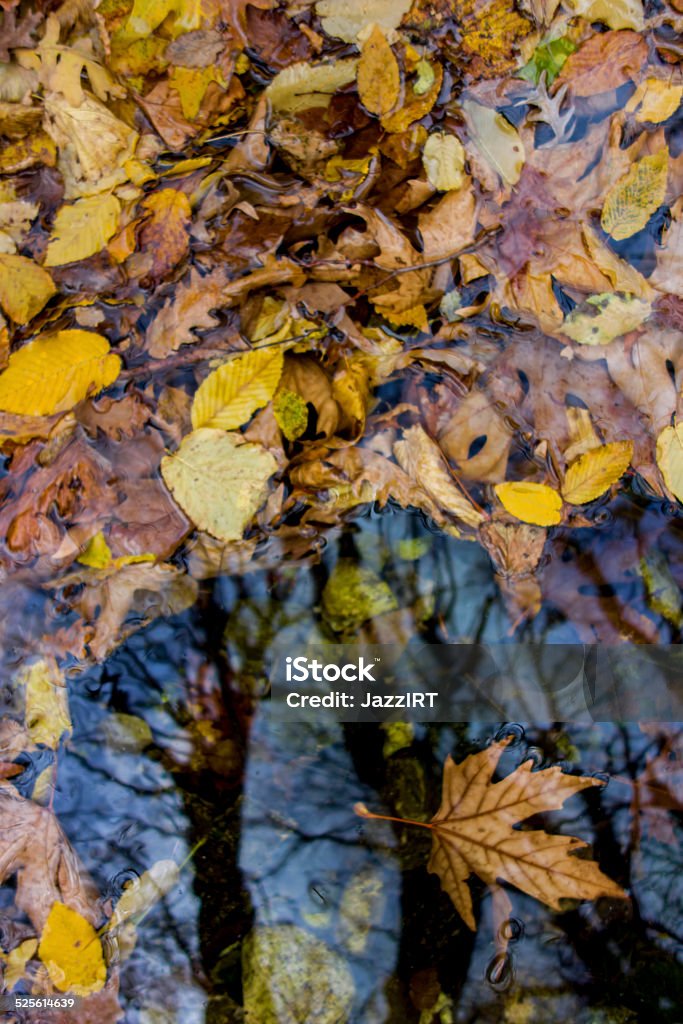 Reflections of autumn tree. Autumn Stock Photo