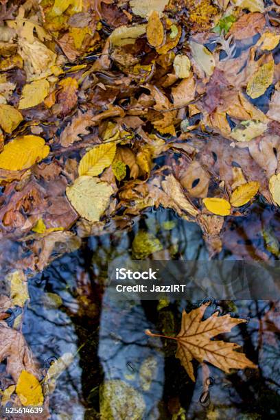 Reflections Of Autumn Tree Stock Photo - Download Image Now - Autumn, Autumn Leaf Color, Blue