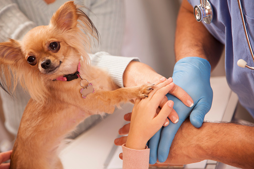 All paws in!   Veterinarian and pet owners show unity, support as all hands, paws stack together. Animal doctor with stethoscope, glove. Mother and daughter pet owners. Cute Chihuahua dog.  Doctor's office or animal hospital.  Teamwork, unity, assistance, togetherness. 