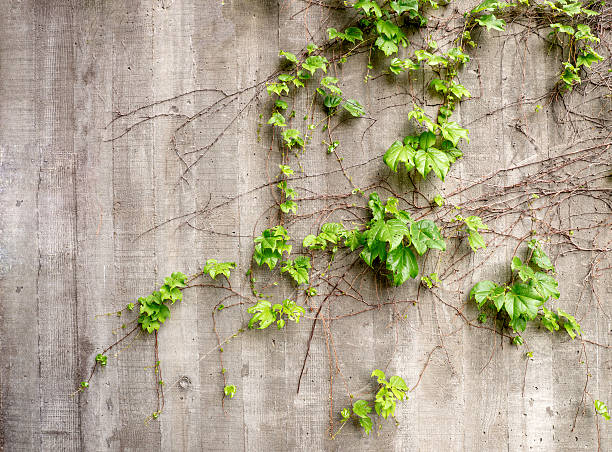 istock Lush green vines growing on side of weathered old concrete 525614973