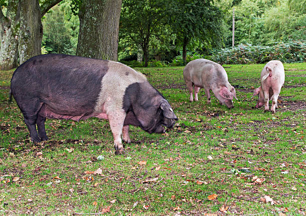 istock Pigs in the New Forest Woodland 525615655