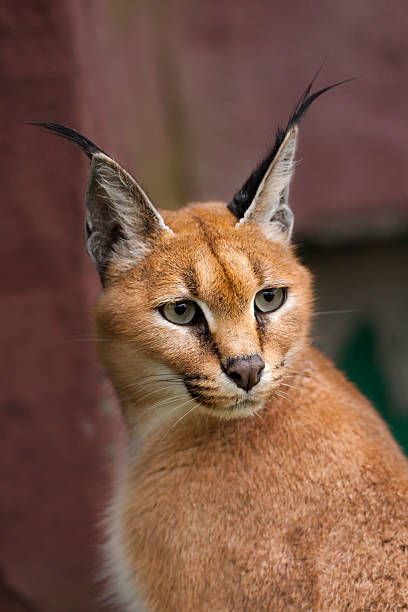 istock Portrait of a caracal. 525615835