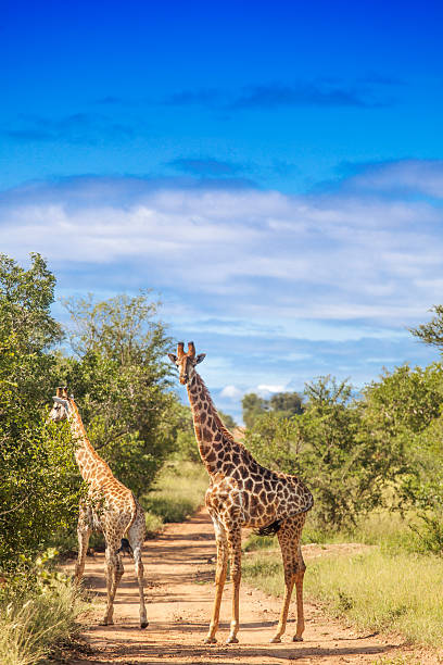 Giraffes See my other wild animal photos kapama reserve stock pictures, royalty-free photos & images
