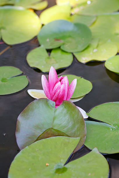 nymphaea 、ウォーターリリー - frog lily pond water ストックフォトと画像