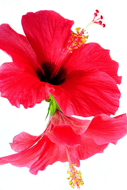 istock Red hibiscus flowers on a white background. 525623323