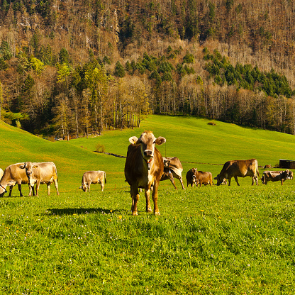 Cows Grazing on Green Pasture in Switzerland