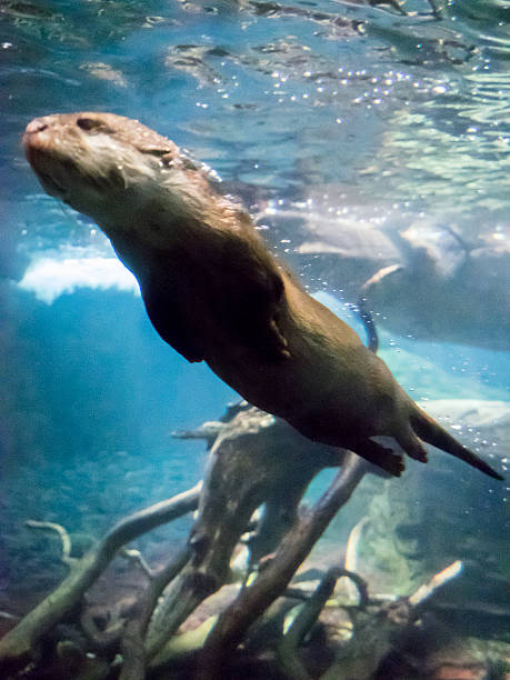 istock Otter under water - close-up shot 525624049