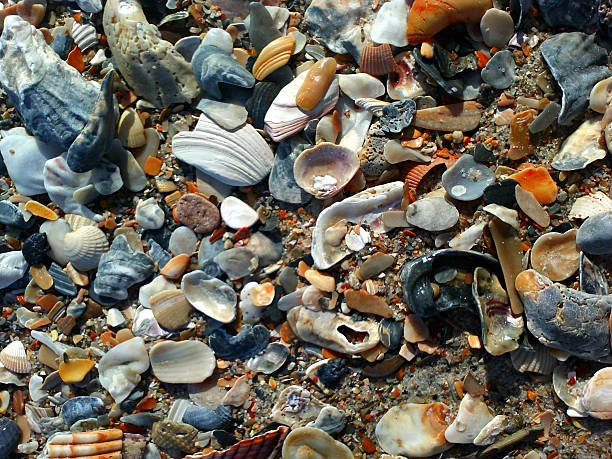 Natural Colorful Broken Shells, Wilmington Beach, North Carolina stock photo