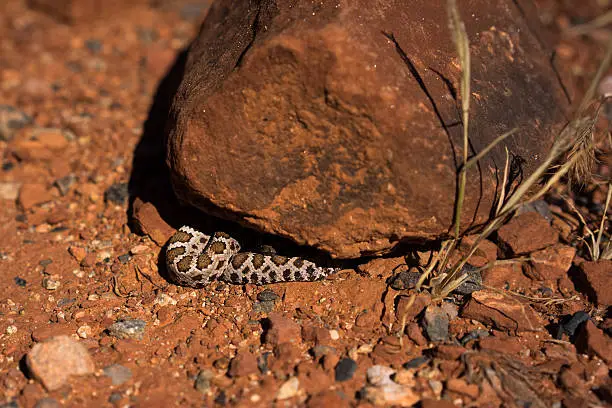 Photo of Baby Rattle Snake Hiding