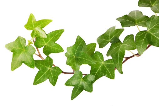 Green ivy isolated on white background, studio shot