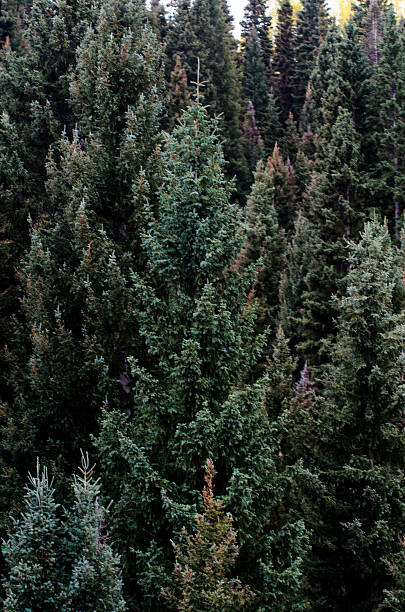 istock Christmas trees, aspen leaves fall decorated, colorado 525625513