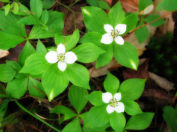 istock Bunchberry Four Petal White Flower Forest Ground Cover 525625683