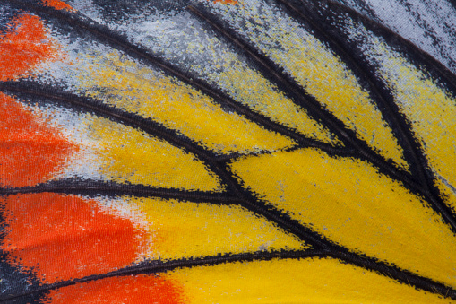 Macro close up of an Monarch Butterfly Wing