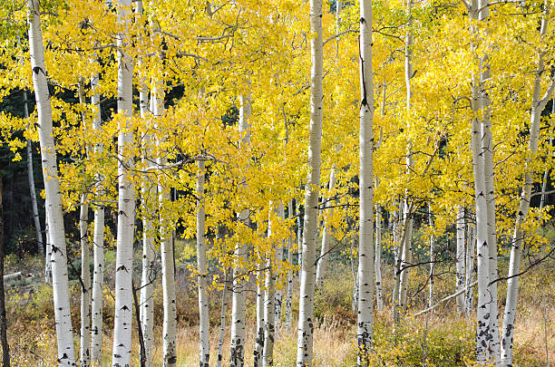 istock aspen autumn wood, colorado 525626503