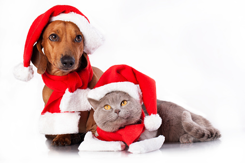 dog and cat and british cat wearing a santa hat