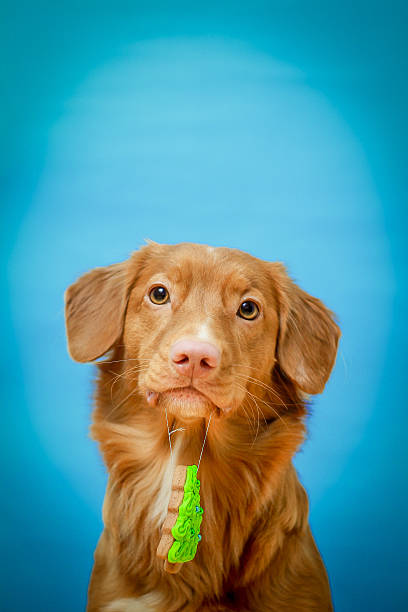 istock Christmas dog holding a gingerbread 525627041