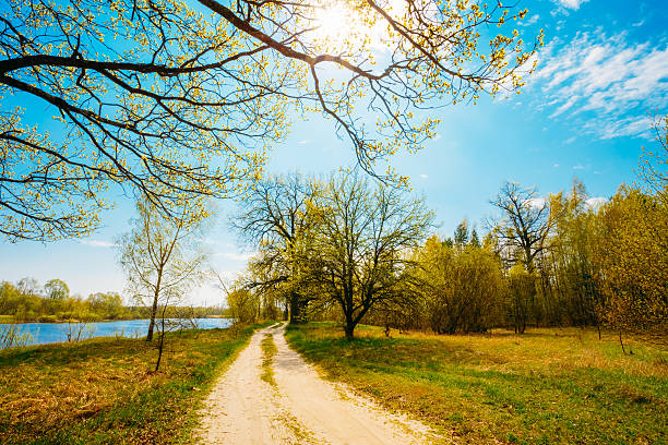 istock Spring Season In Park. Green Grass, Trees On Blue Sky 525627545
