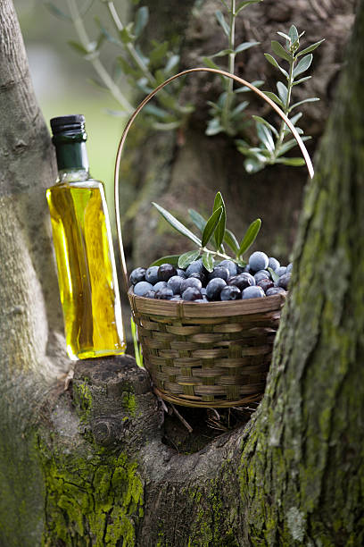 olive e olio d'oliva - olive tree oil industry cooking oil foto e immagini stock