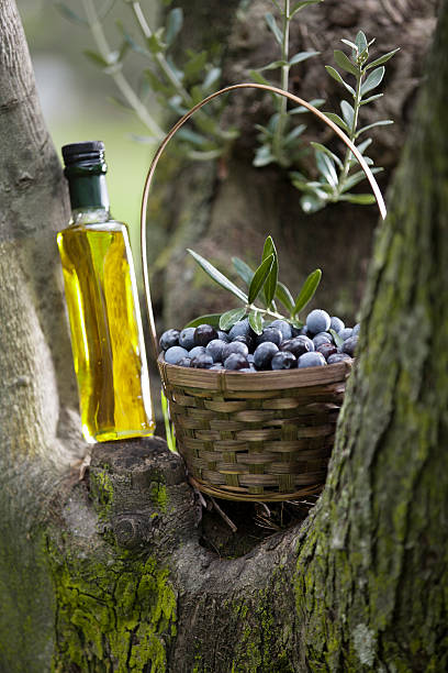 azeitonas e azeite de oliva - olive tree oil industry cooking oil - fotografias e filmes do acervo