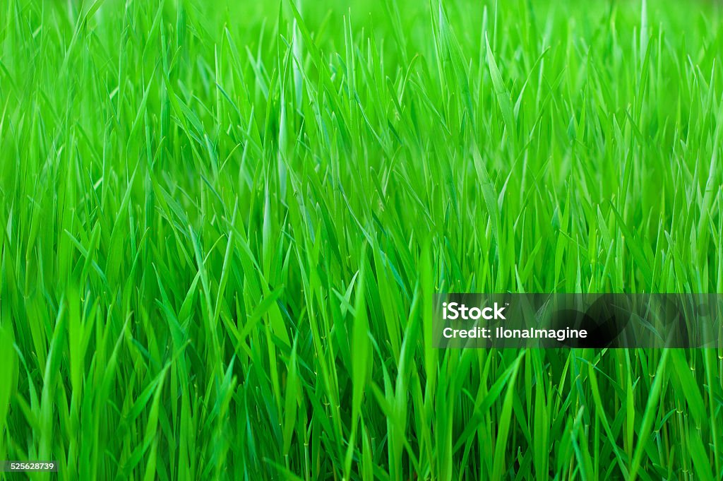 Green grass Amazing green grass background. Agricultural Field Stock Photo